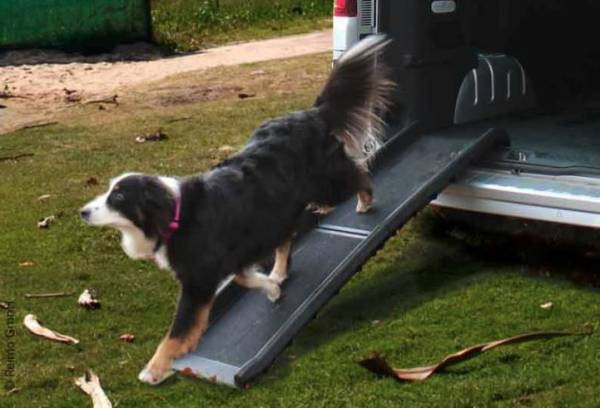 CAMP4 car ramp for dogs